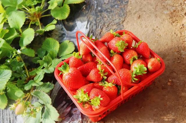 田园焕新景 赛罕踏青正当时