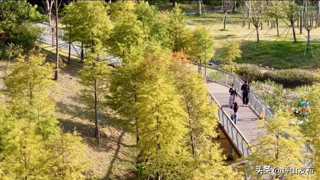 看完你的 看你的,坪山这片格桑花海承包你的秋日治愈感!