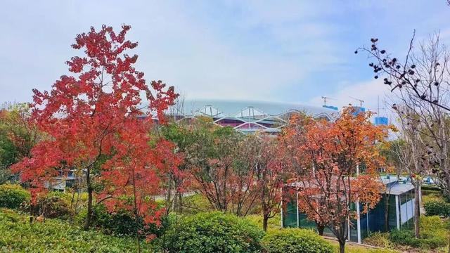 自然盛宴！橙黄橘绿好景时，市民中心初冬的“限定美景”已上线！
