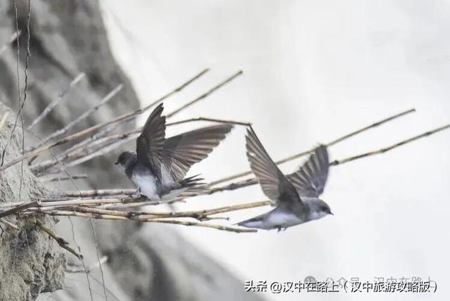 汉中汉江湿地晨景绝了！薄雾锁江，鸟戏江波，宛如仙境！