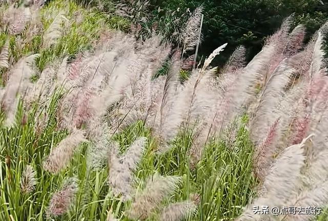 成都金堂爆红秋景，芭茅彩林超级惊艳，不要门票，徒步也是超棒！