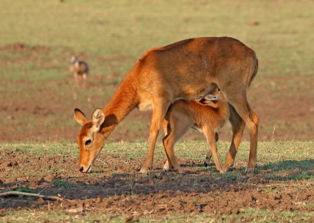 1176种生物研究实锤：为啥哺乳动物雌性更长寿？科学揭秘进化逻辑