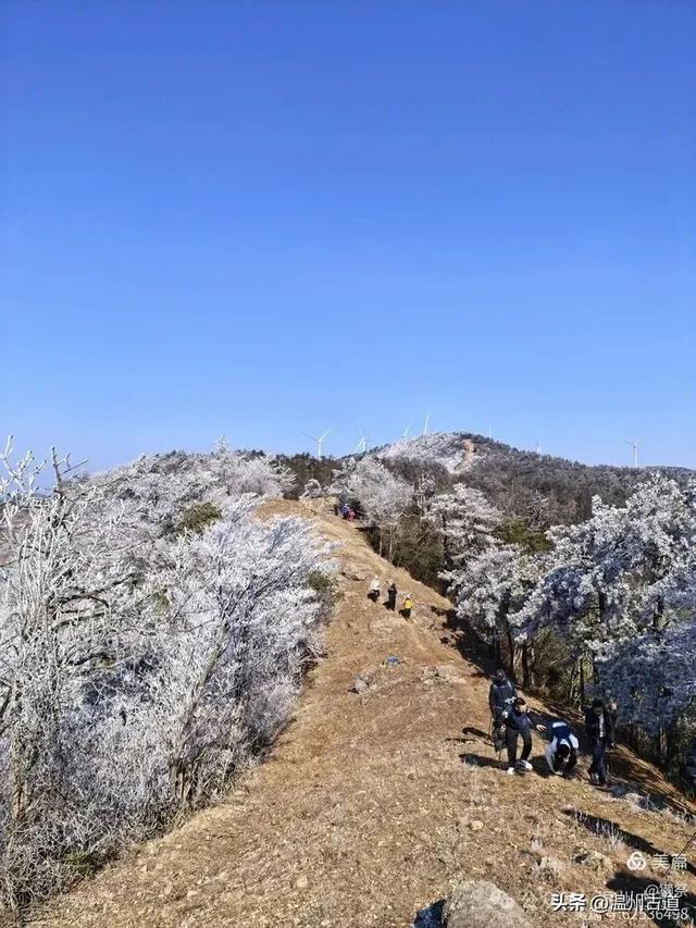 邂逅2026年的第一场醉美雾凇!温州四海山的雾凇美爆了!