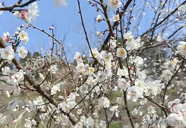 成都3000亩梅林开花了，被称为成都“小林芝”，非常震撼，免费！