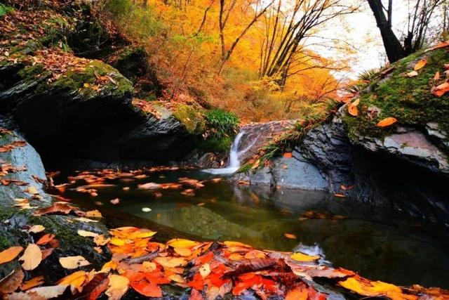 米仓山红了！4 万亩彩林漫过盐井河，把千年古道染成流动的火焰