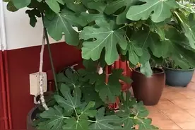 哭死，种了一年的无花果，为啥还不结果？一个技巧让它挂满果图片