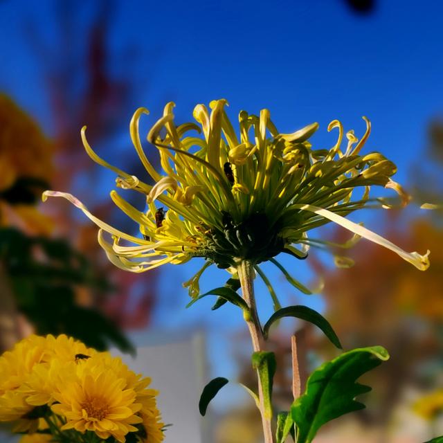 武汉动物园金秋菊展集锦