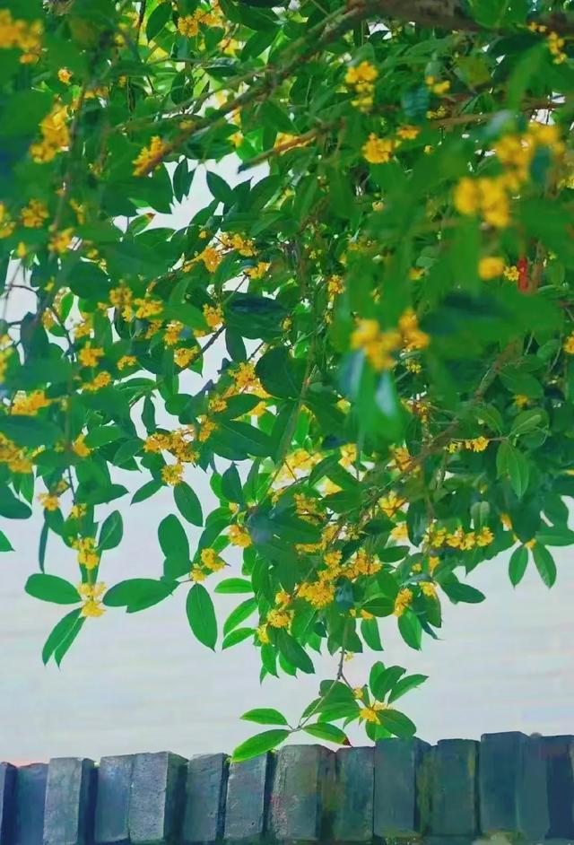 新津的桂花第一波开了！PONG࿐香࿐