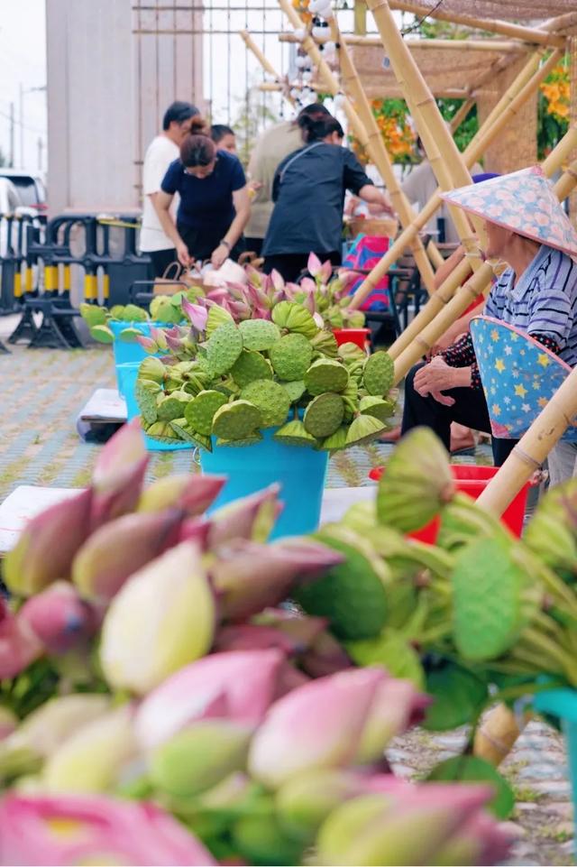火爆全网的“荷花市集”,太仓也有了!