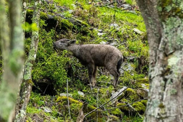 我竟然发现，唐家河红叶居然如此好看！