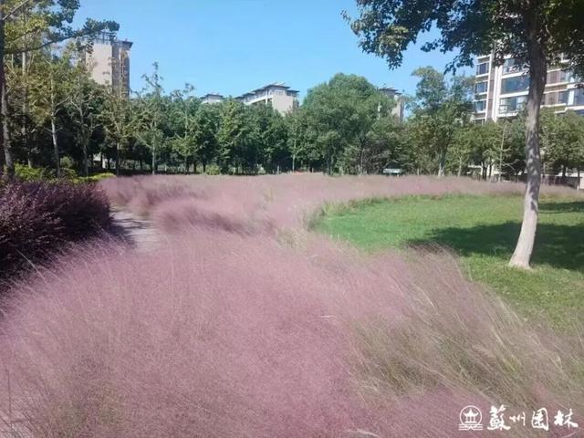 美翻了！苏州这些地方要成为顶流了！