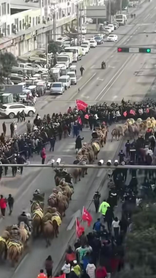 天山骆驼队行136天到洛阳，应天门，上朝接驾，这波文化联动绝了