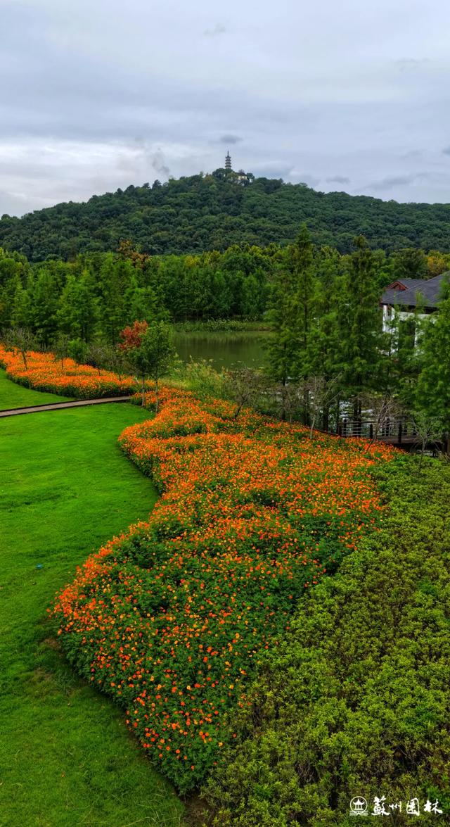 21处绚烂花海！苏州“晚秋花海”赏花地图出炉
