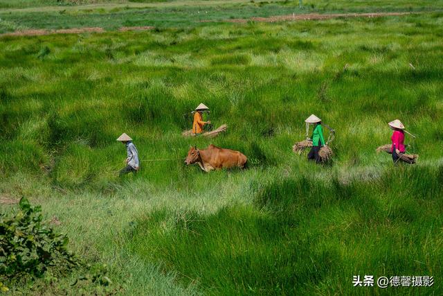 行摄越南，从南到北（8）——莎草地归家&渔女补网&棕榈簸箕船