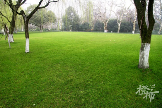 西湖边柳浪闻莺大草坪，为什么可以四季常绿？