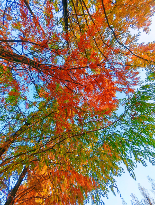 西安城区4个绝美秋景打卡地！