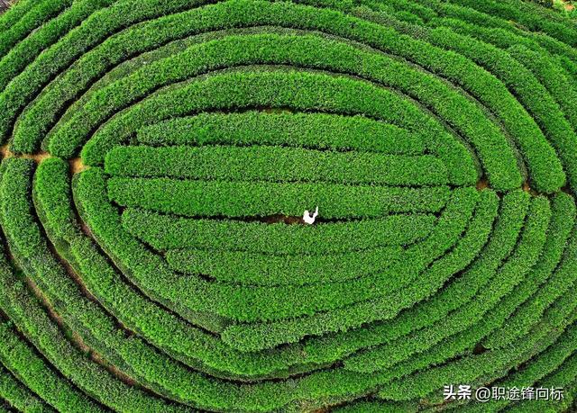 中国最美茶山，能喝到顶级好茶？喝一口记一辈子