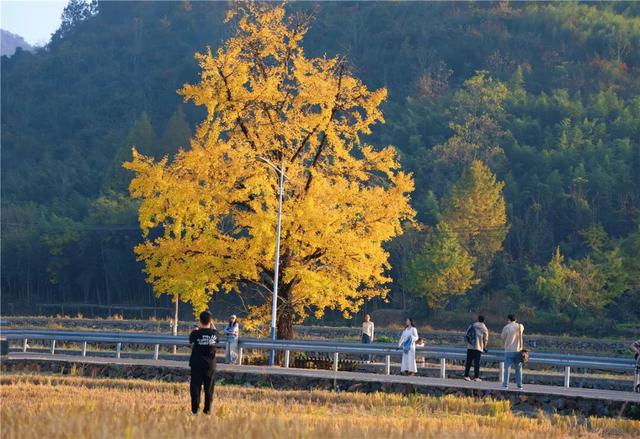 火爆！富阳这个村，超美超好逛！今明两天，招募！