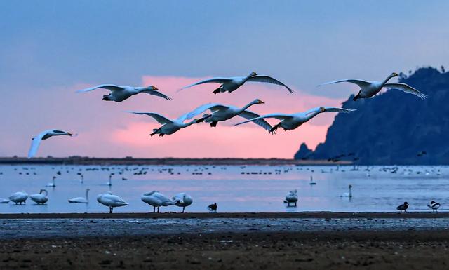 从千年东巡路,到世界渔村冬!第三条线路「天鹅织梦」上线!