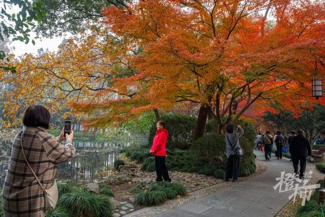 杭州最近美“枫”了，红枫和鸡爪槭还“傻傻分不清楚”？