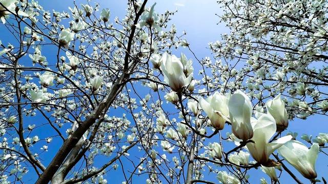 春天的打开方式，从公园徒步、赏花开启