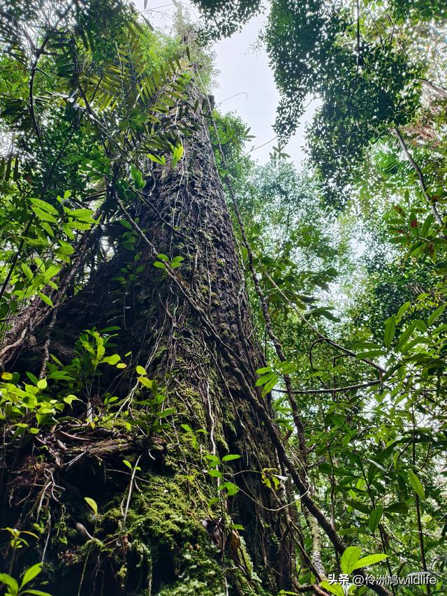 马来西亚(35)砂拉越州⑨峇哥国家公园徒步线路