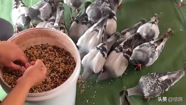 喷窝期保健砂不可忽视，细节决定养鸽成败！