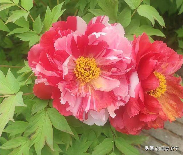 济宁人看牡丹别再只认菏泽！济宁千亩牡丹秘境，以前真被低估了！