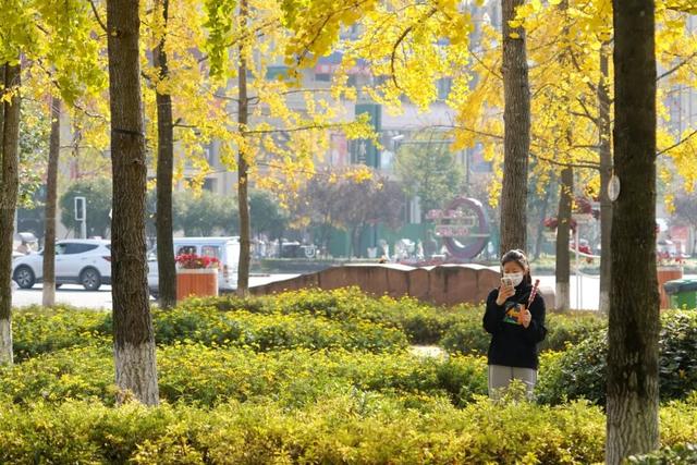 含“金”量100%！是时候来仁寿，邂逅一抹银杏黄啦~