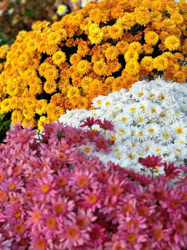 惊艳！三明这片花海已到最佳观赏期！错过又要再等一年