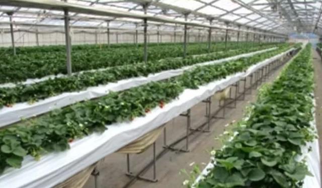 东京采草莓景点10选:新宿、涩谷当日来回、多样草莓品种吃到饱