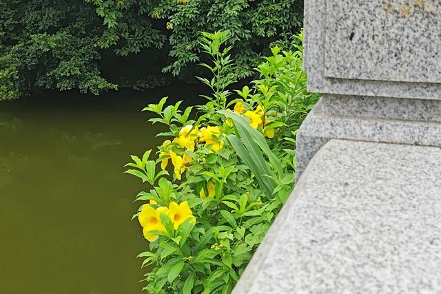 深圳最容易被忽略的高颜值公园,丛林秘境随处都是风景大片