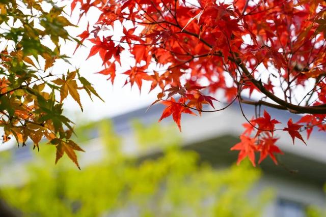 青州这些景致，藏着最动人的温柔