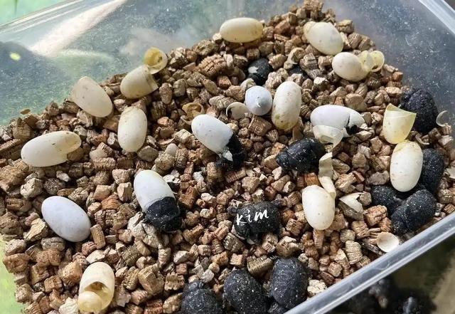 严禁入境后果严重！两女子在紧身裤内藏68只，被广东海关查获