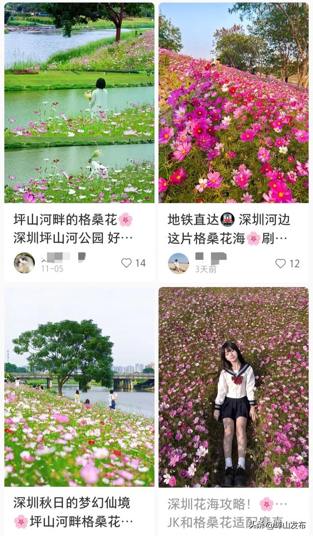 看完你的 看你的,坪山这片格桑花海承包你的秋日治愈感!