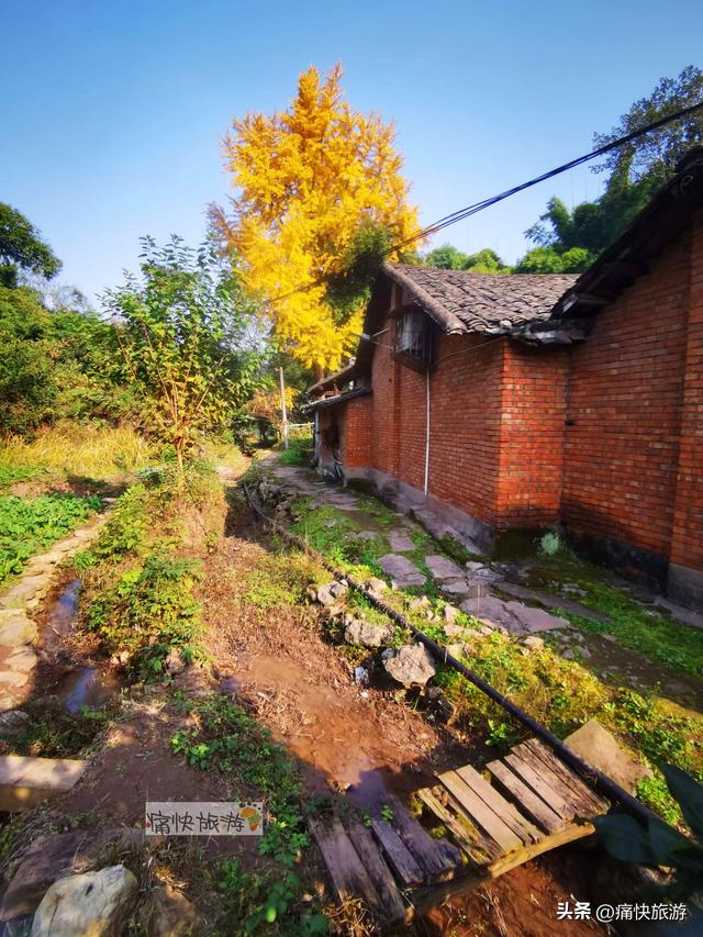 大安叶家沟古道旁的银杏黄