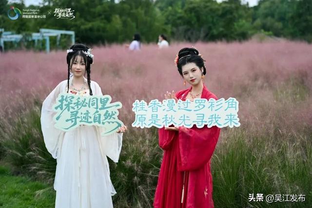 周末去打卡丨在吴江，赴一场粉色之约！