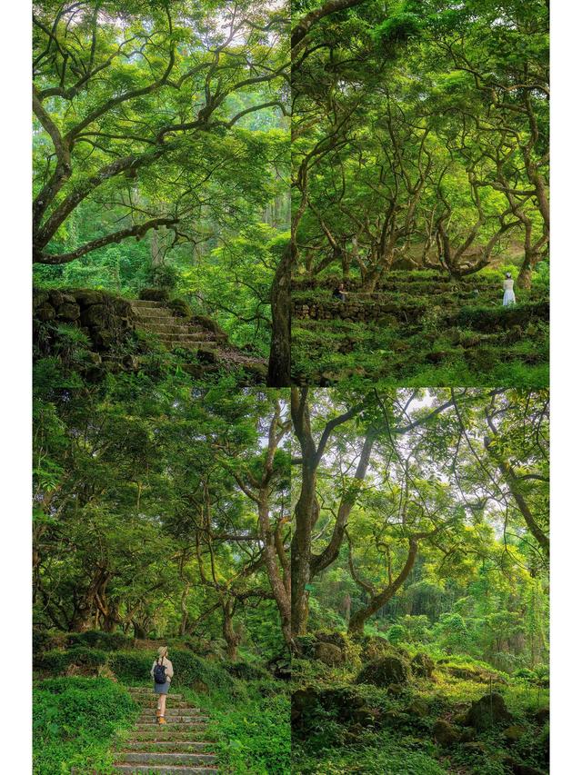 广州藏了片“塞尔达魔幻森林”千年古榄树+青苔秘境，市区1h直达