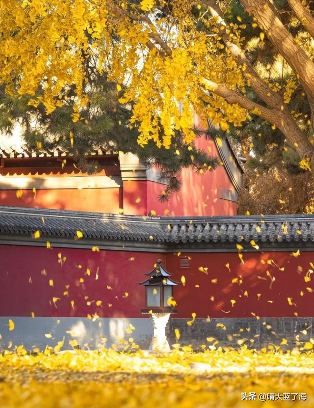 【紫禁城】红墙金叶里的皇城旧梦——故宫篇！