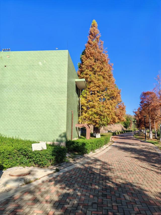 昆明白龙潭公园水杉红了，S湾新网红打卡点