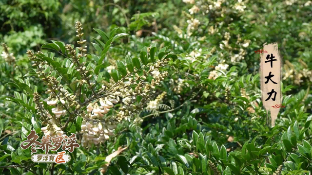 “冬养罗浮”康养品牌发布！在引领区过冬是怎样一种体验？