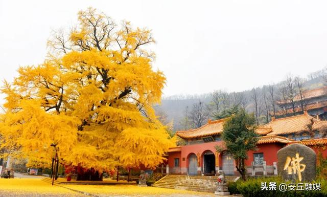 就在下周！潍坊安丘这里，即将美成巅峰！