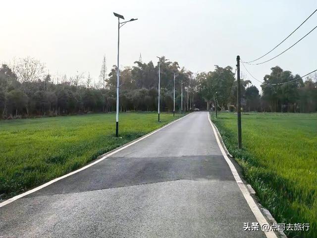 成都最浪漫的玉兰花开了，油菜花和玉兰花惊艳同框，让人赏心悦目