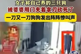 婆婆砍死3条狗后续：小姑子发声痛批嫂子，还原真相，果然有情况图片