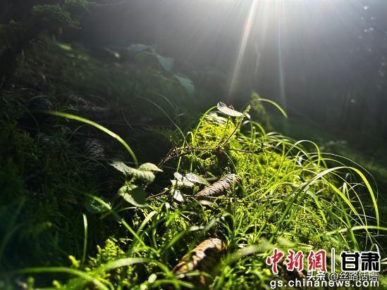 夏日丝路名山焉支山：松柏翠绿 山涧清凉