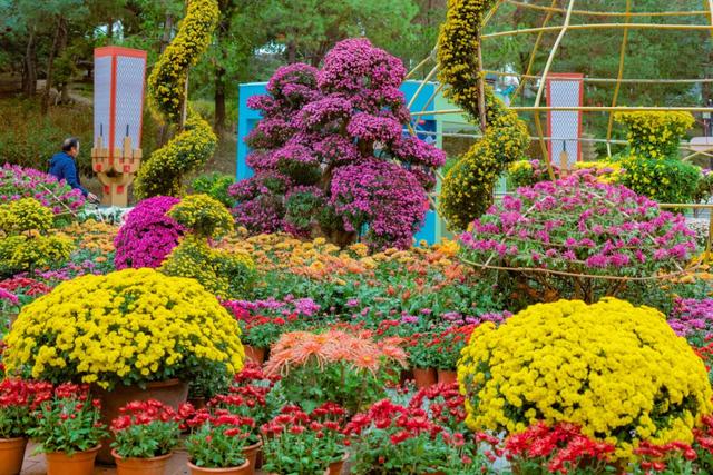 木兰花乡300000盆菊花热烈盛放