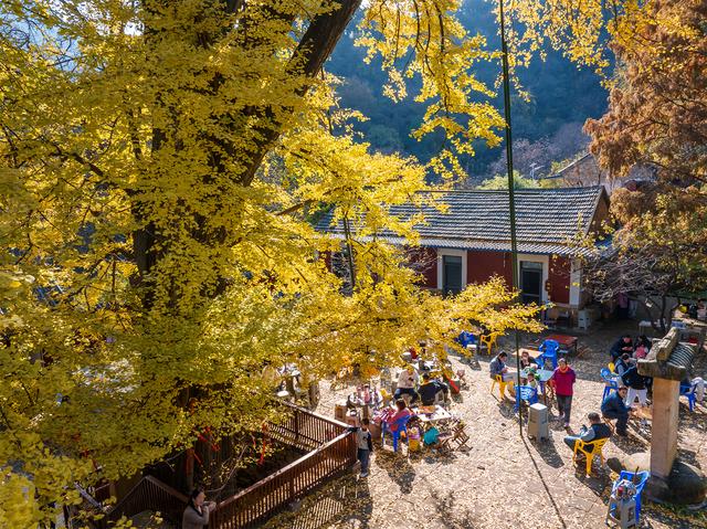 初冬玉泉寺金叶飘飘