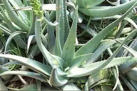 家中常备芦荟，好处多到你想不到！但这些“雷区”别踩！图片