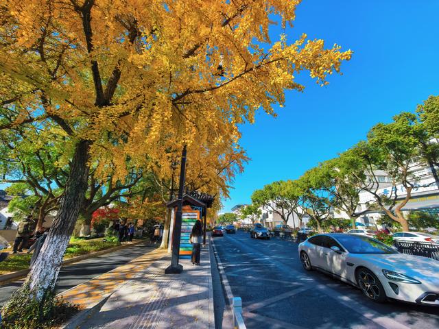 银杏鎏金，满城秋意关不住