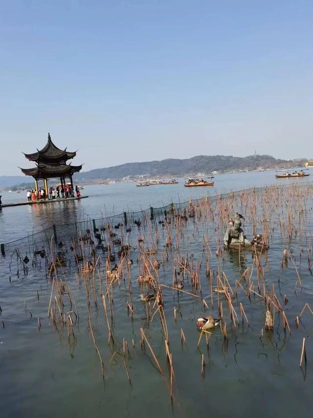 再游杭州西湖 | 作者 顾遵亚